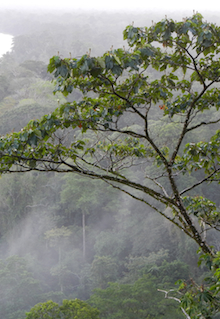 Torteguero Jungles