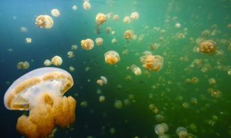 The famous Jellyfish lake in Palau