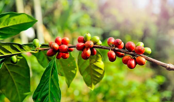Coffee plants in Boquete, Panama