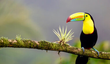 A colorful toucan resting on a branch in Costa Rica
