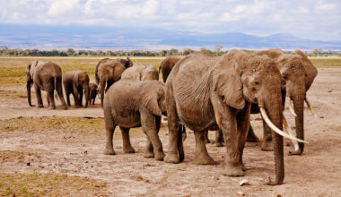 A herd of elephants in East Africa