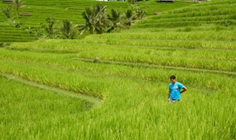 Nomadic Matt walking in a rice field in Vietnam while traveling solo