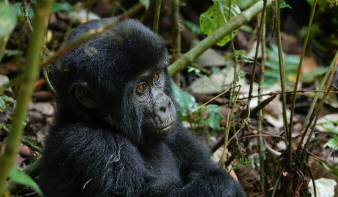 baby gorilla in Uganda in the jungle