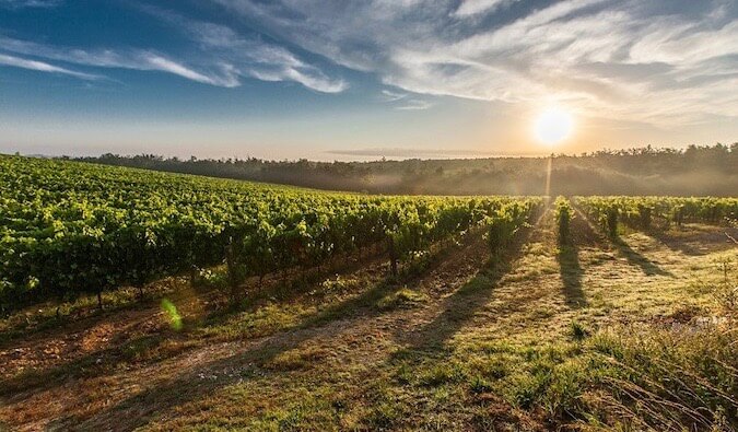 A farm in Italy with the grape vines in the sun