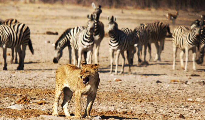 Lion in the center of zebras in the wild roaring