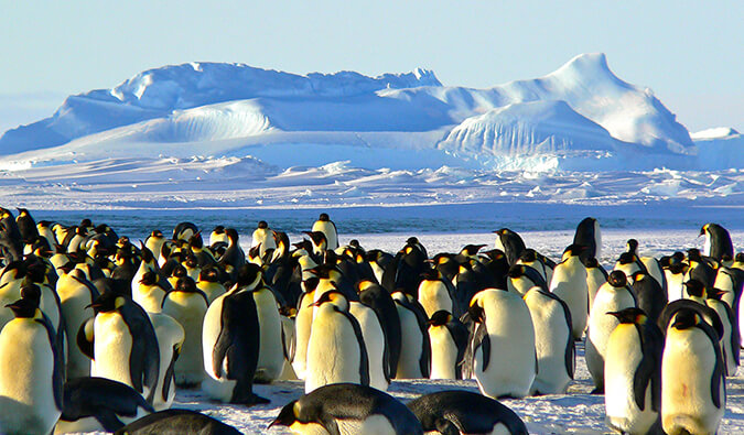 Group of Emperor penguins in the wild