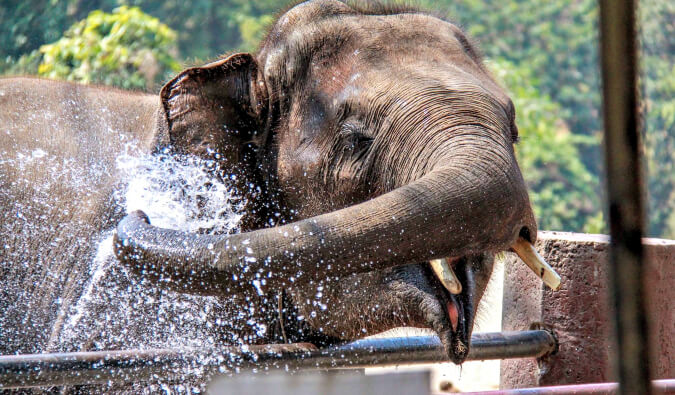 elephant having fun splashing water on himself