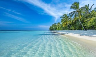 A white sand beach lined with palm trees in the Maldives