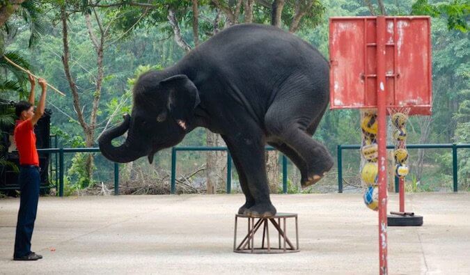 An elephant in captivity being abused