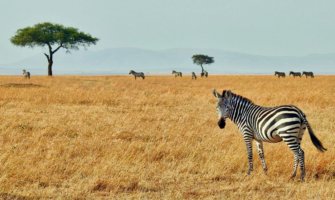 A zebra on the plains of Kenya in Africa