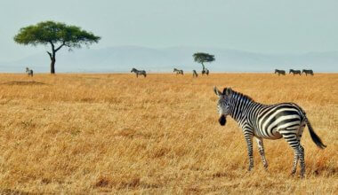 A zebra on the plains of Kenya in Africa