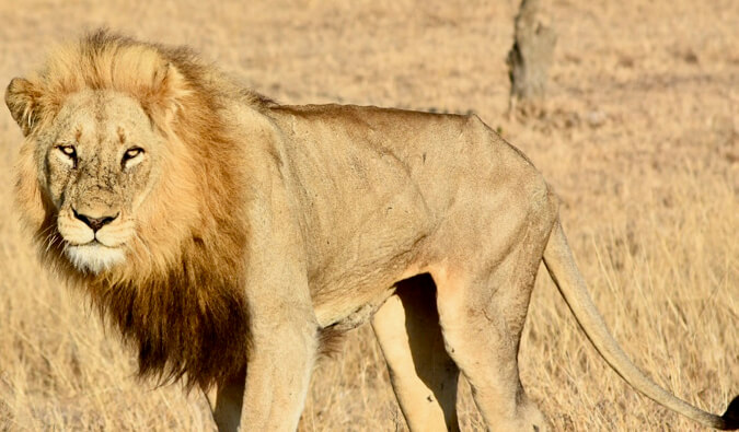 A lion in Kruger national park