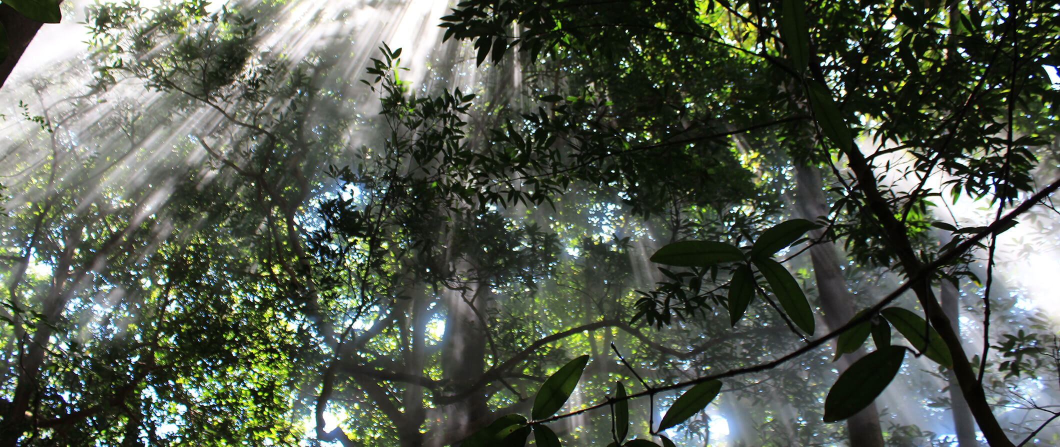 trees in Monteverde Costa Rica with the sunlight streaming through