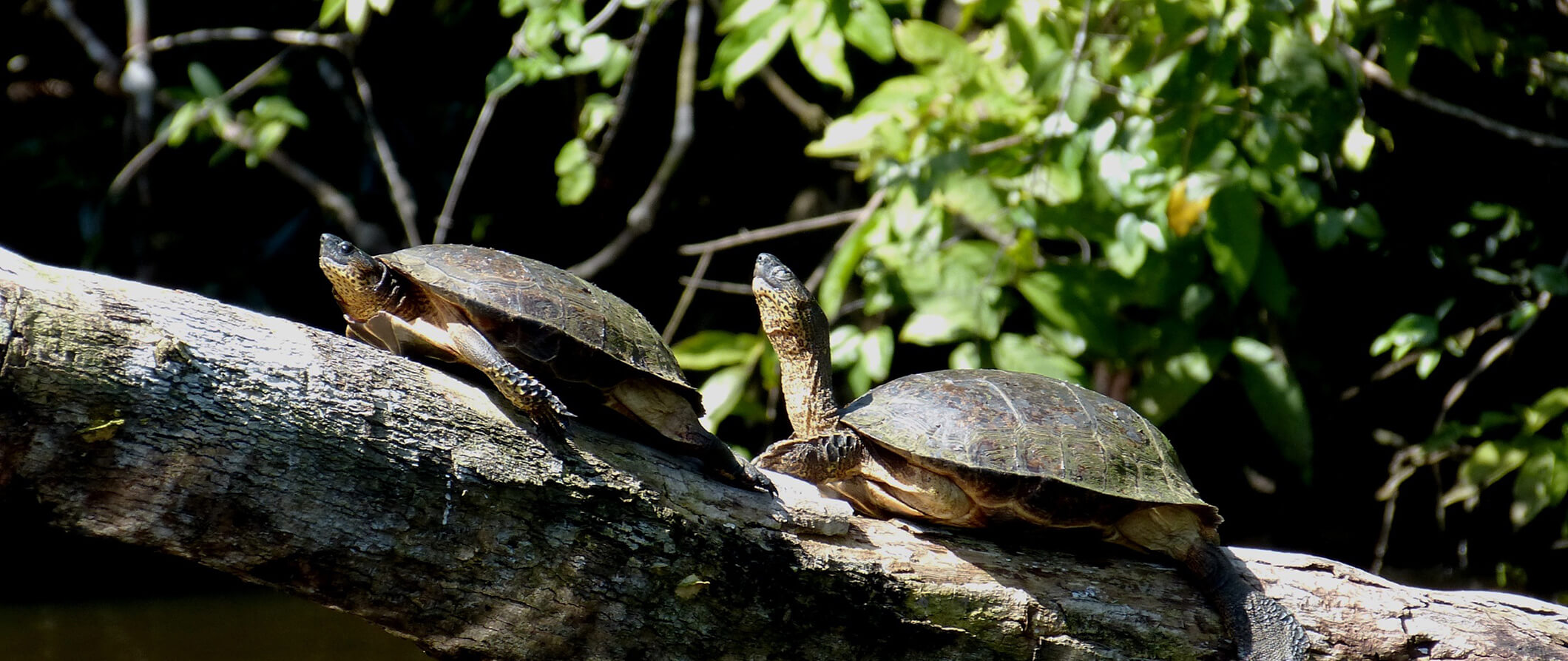 two tortoises on a tree branch