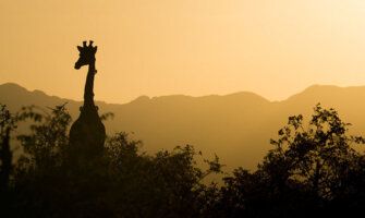 A giraffe at sunset on an African safari