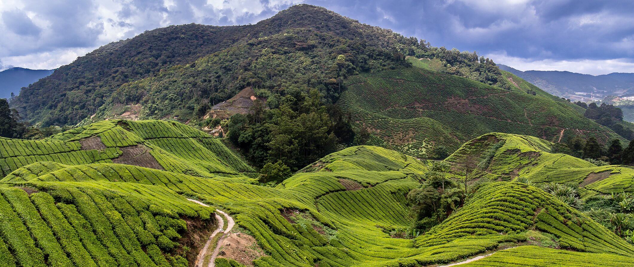 Green Malaysian highlands
