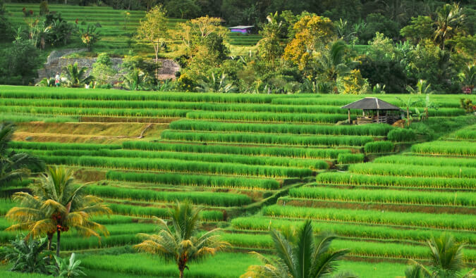 A Visitor’s Guide to the Jatiluwih Rice Terraces