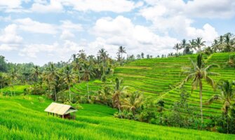 The lush rice terraces of Jatiluwih in Bali, Indonesia