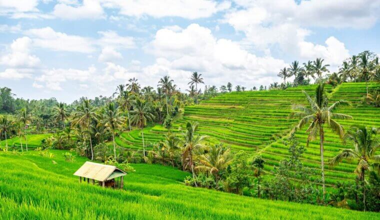 The lush rice terraces of Jatiluwih in Bali, Indonesia