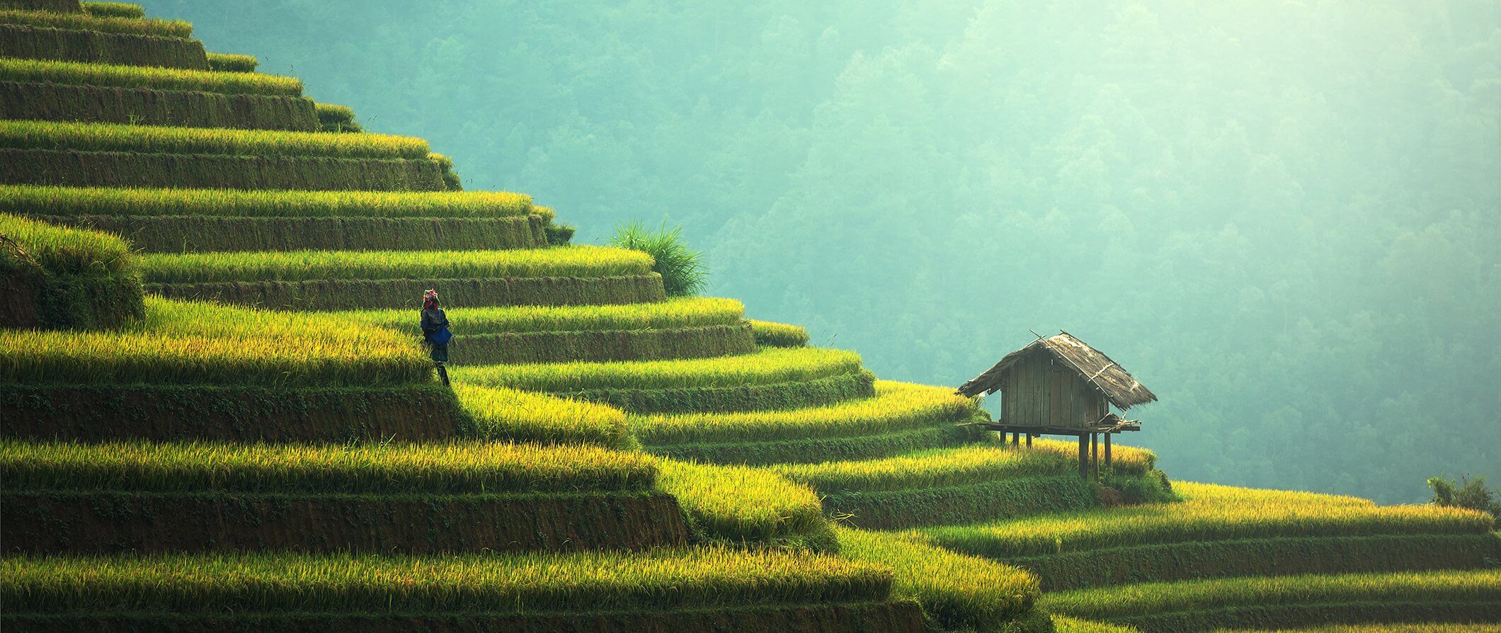 loan person standing on the green rice paddies to the left small hut to the right