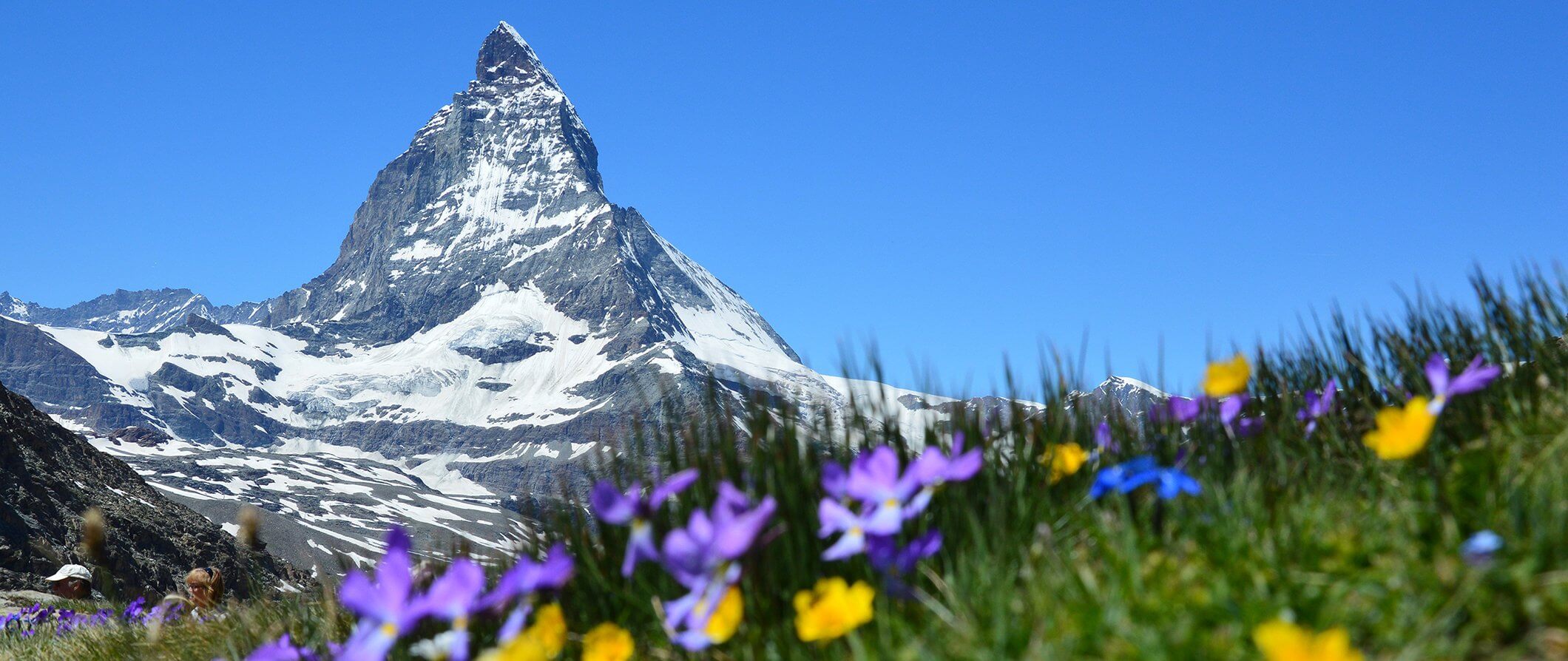 Snow capped Swiss mountain with blue sky. There are flowers in the foreground.