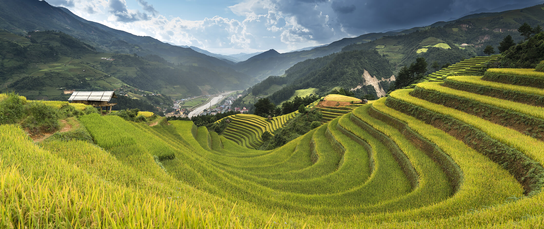 Green rice fields in Vietnam