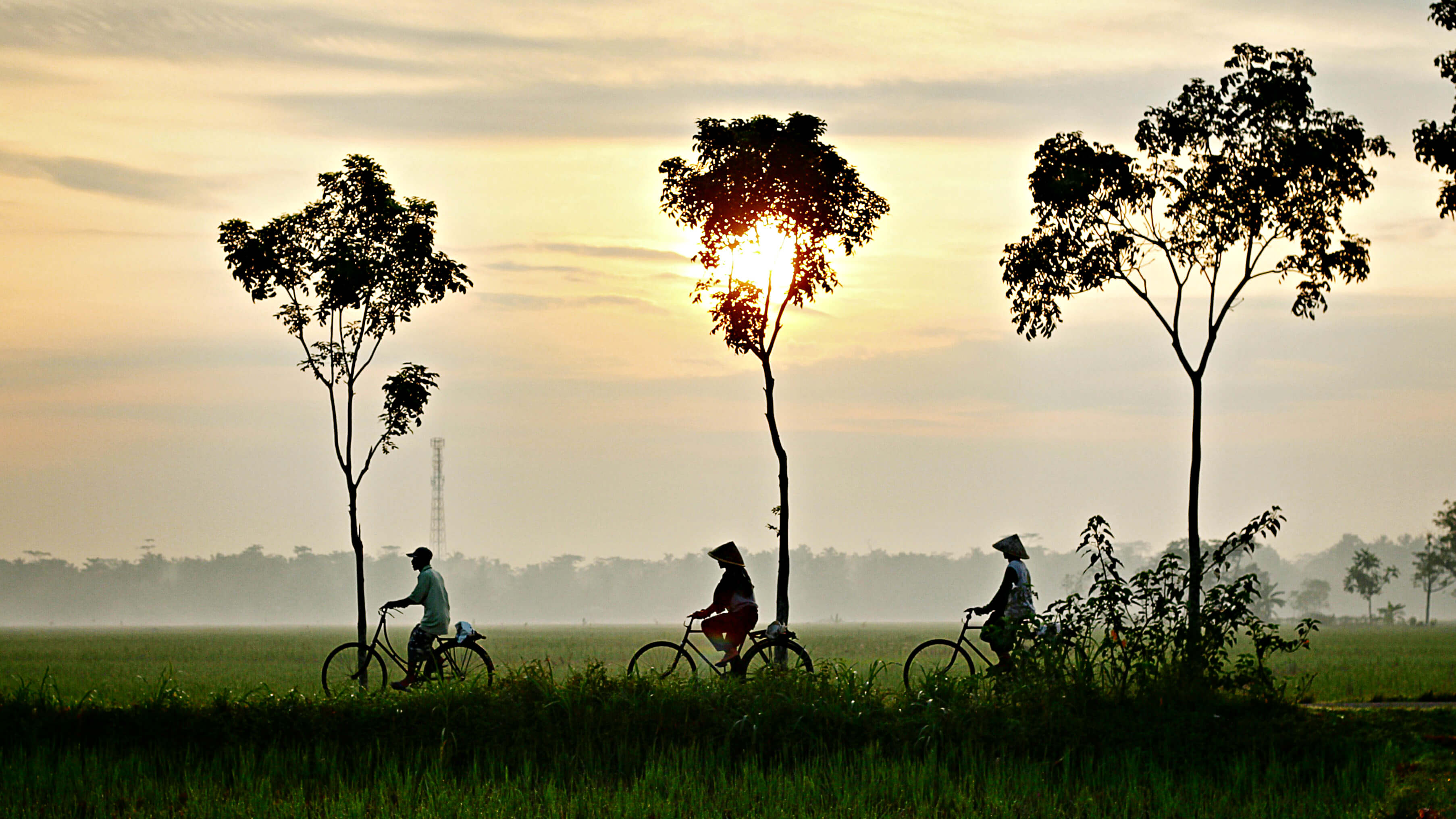 3 people on bikes cycling across the landscape in Vietnam 3 trees the middle one covers the sun