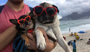 Pictures of two dogs in Brazil