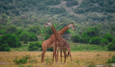 Two giraffes in Rwanda