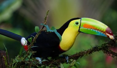A toucan in the lush jungles of Costa Rica