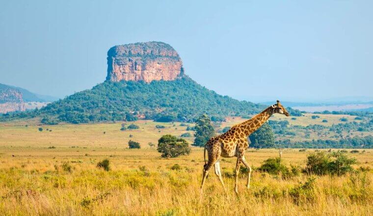 A lone giraffe wandering the plains of beautiful South Africa with a towering stone mountain in the background