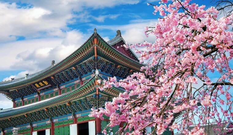 A colorful temple in South Korea near a cherry blossom tree on a bright sunny day