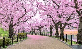 A narrow path lined by beautiful cherry blossoms in Japan