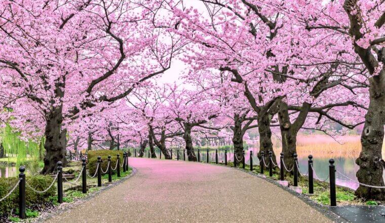 A narrow path lined by beautiful cherry blossoms in Japan